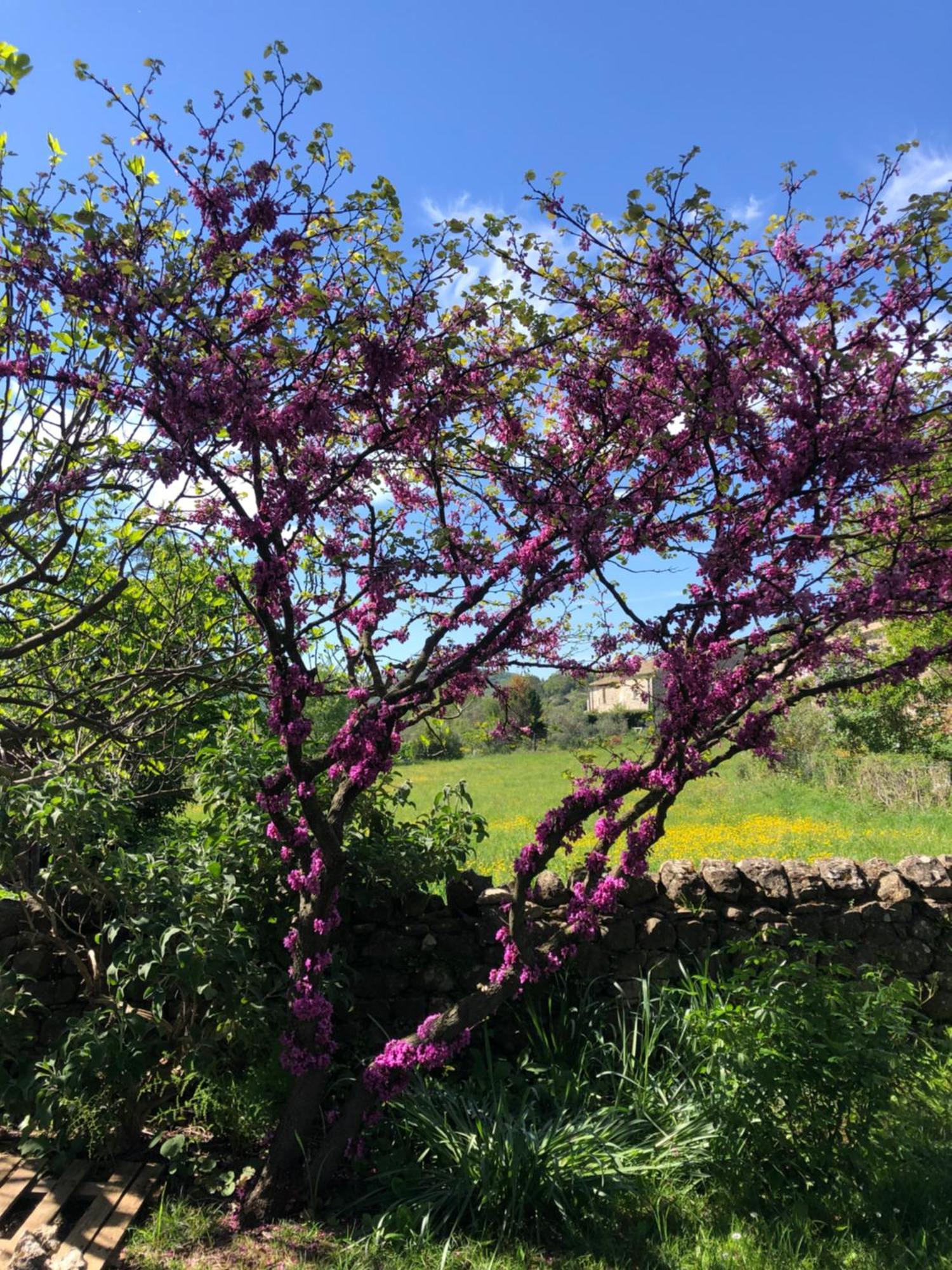 Gite Des Pins Saint-Maurice-dʼIbie エクステリア 写真